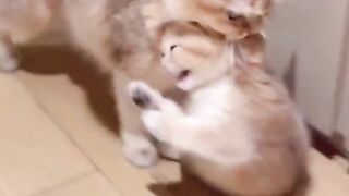 Best Funny Videos Of Dogs ? And Cats ? - Try Not To Laugh!