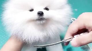 Best Funny Videos Of Dogs ? And Cats ? - Try Not To Laugh!|Funny cute baby for hair cutting