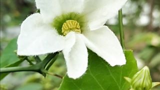 natural video