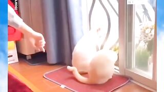 funny cat