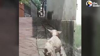 Save the Dog Life
