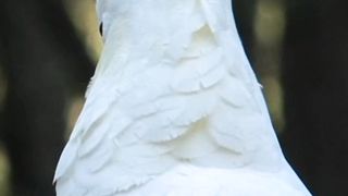 "Securing the Enclosure: Safely Closing Up Your Short Cockatoo's Space"