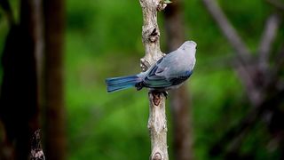 Cute Love birds
