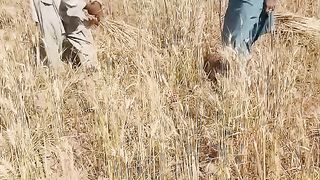 Wheat crop