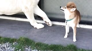 Lion check small dog recation