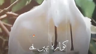 Very beautiful song Nusrat In the voice of Rahat Ali Fateh
