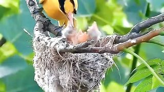 There are very beautiful birds which are feeding their babies in the nest.