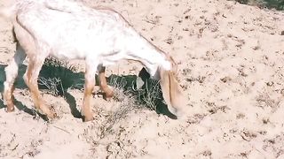 Goat farmig