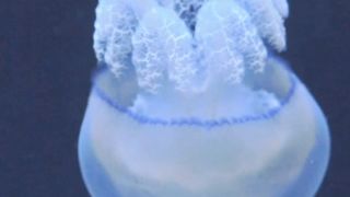 1. "Graceful Guardians: The Enigmatic Dance of Jellyfish in the Sea" 2. "Serenity Below: Captivating Jellyfish Swimming in Ocean Depths"