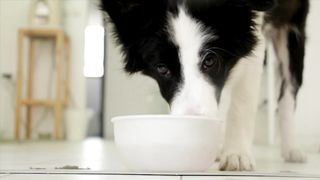 Dog drinking water from park water fountain stream - slowmotion 240 fps - Royalty