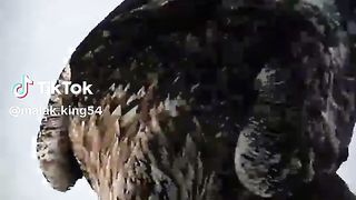 Funny video tik tik nice