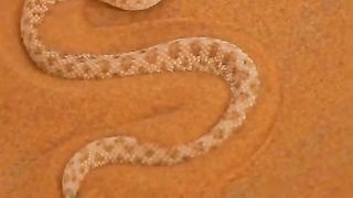 Craysy snake
