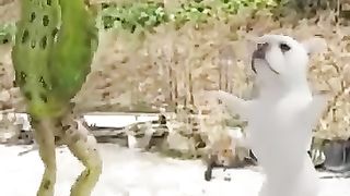Funny videos