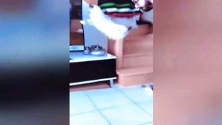 Funniest Animals Video - Best Cats and Dogs Videos