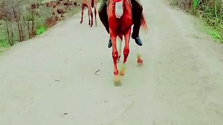 My horse video trending viral subscribe and like
