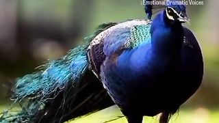 Peacock ???? ????