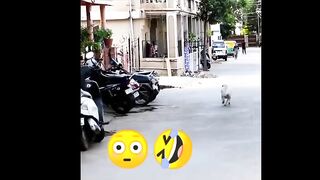 Very Funny Video, Bear Prank in Public ????????