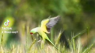 Beautiful parrot