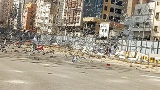 Very Beautiful Pigeon in Makkah