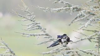 Doyel birds