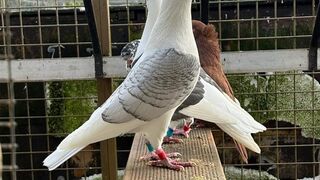 American Pigeon