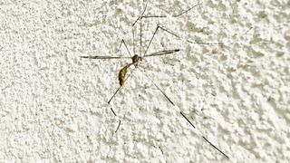 Mosquito