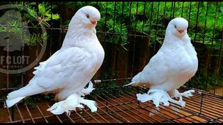 American Pigeon