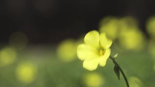 flower1