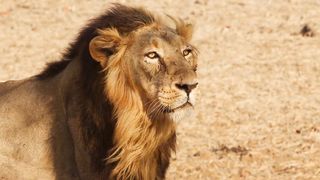 The King of the jungle
