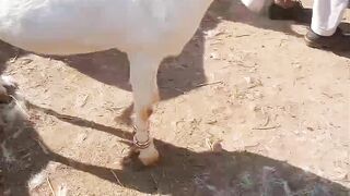 Spectacular Goats: A Diversity of Colors and Sizes" اس کو اردو میں ترجمہ کریں