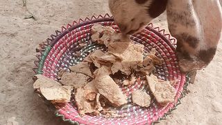 Adorable Bond A Goat and Kid Sharing a Meal Together"