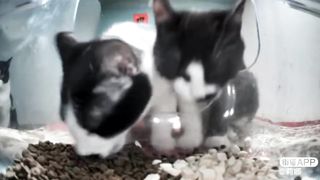 The Kitler Brothers????‍⬛ | Part-2 (They represent Hitler)