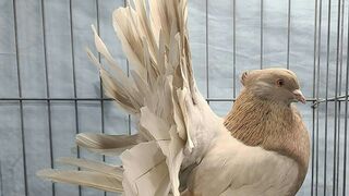 American Pigeon