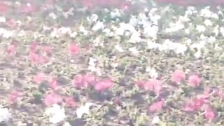 Flowers in Park