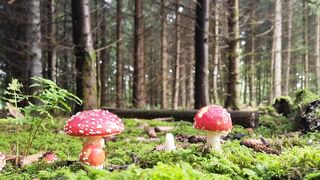 Nature video about forest.
