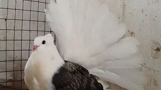 American Pigeon
