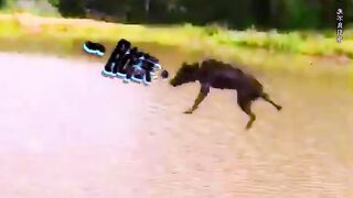 funny video