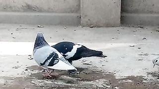 Beautiful birds beautiful peigon