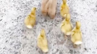 Funny video