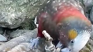 beautiful parrot