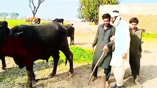 وپاری 420