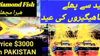 Diamond fish cost of sindh pakistan/ one fish price $4000