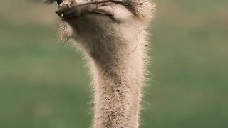 Unique animals facts ☺️