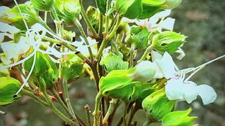 A Beautiful Flower