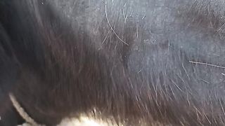 Best animal