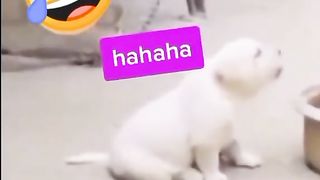 Fun just chill laghfing...most funny clip