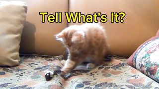 Cat Is Playing