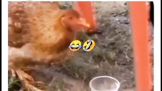 Funny video
