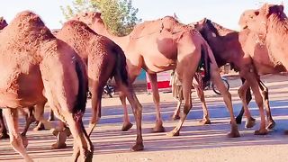 Camel