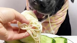 Dog Eat Food ASMR